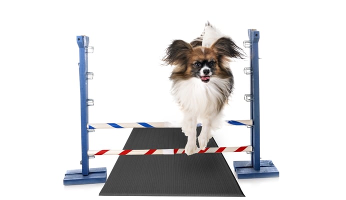 Dog Agility Mats Interlocking Tiles 3/4 Inch x 1x1 Meter