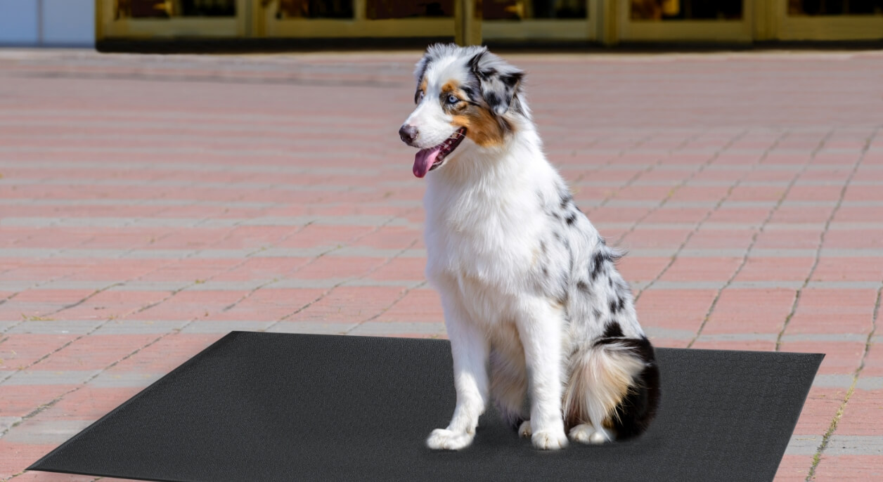 Crown Dog Agility Mats