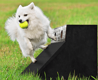 dog with boxwebsite