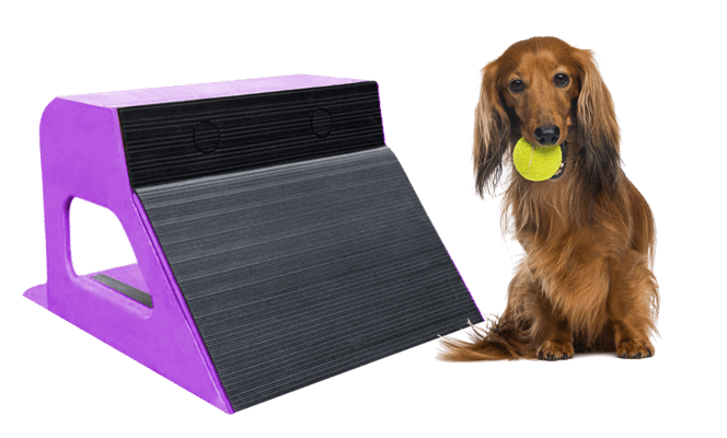 dog3