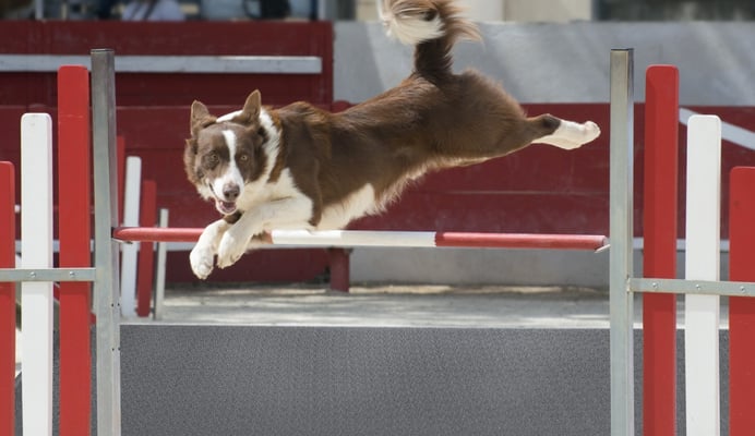 dogs club comfort king@2x